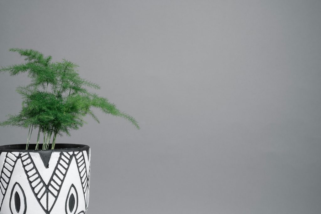 potted plants that like shade