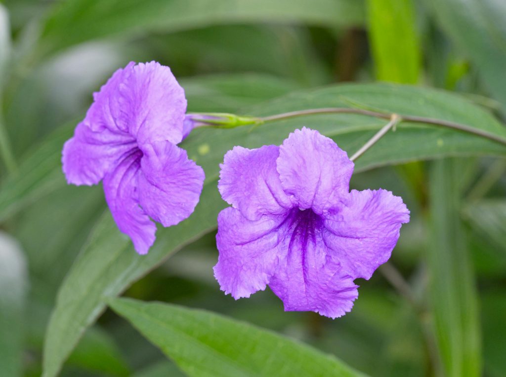 potted plants that like shade