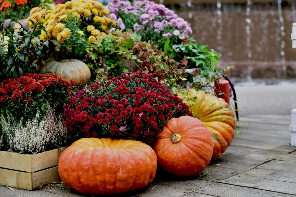 fall potted plant ideas 