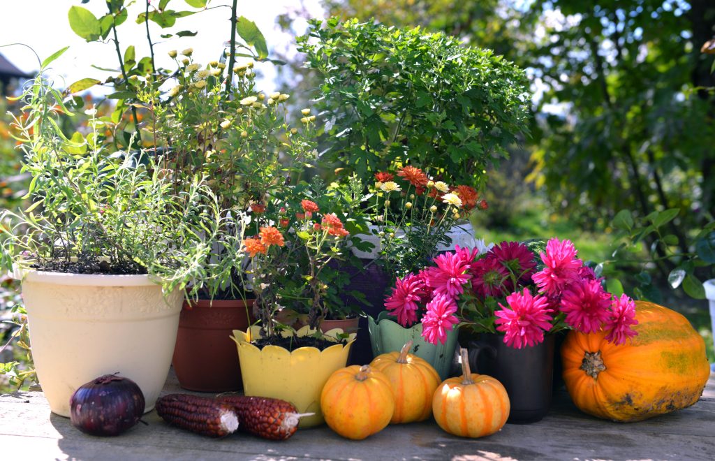 plants for fall