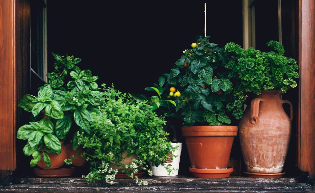 plant vegetables in fall