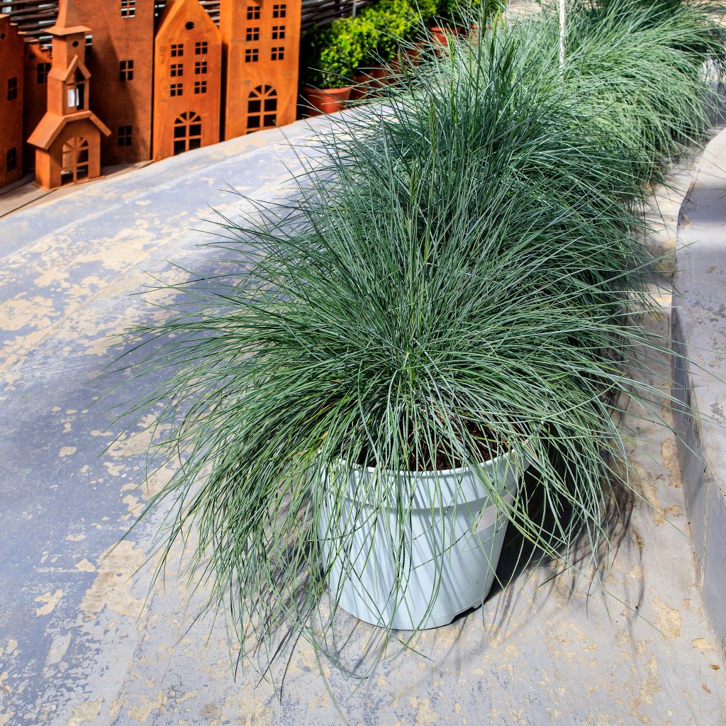 plant ornamental grass in fall