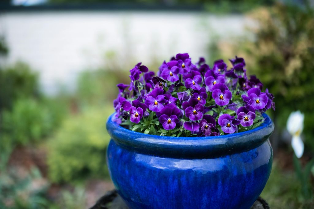 plant pansies in fall