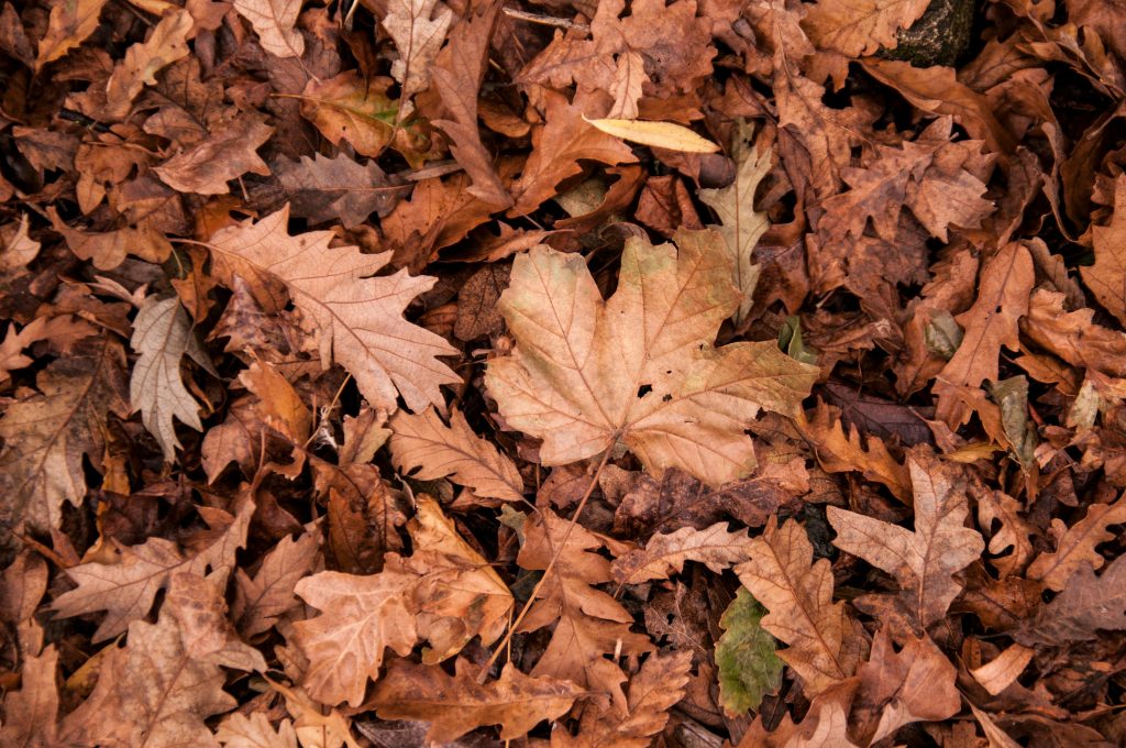 fall cleanup service