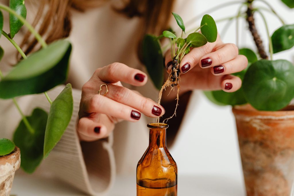 how to propagate a plant