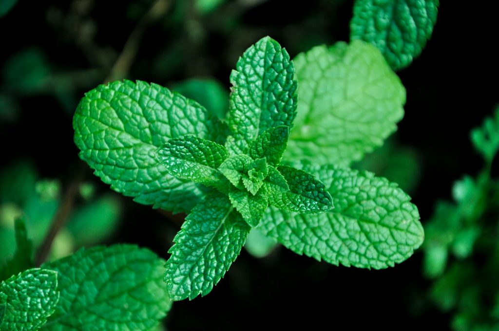 mint plant