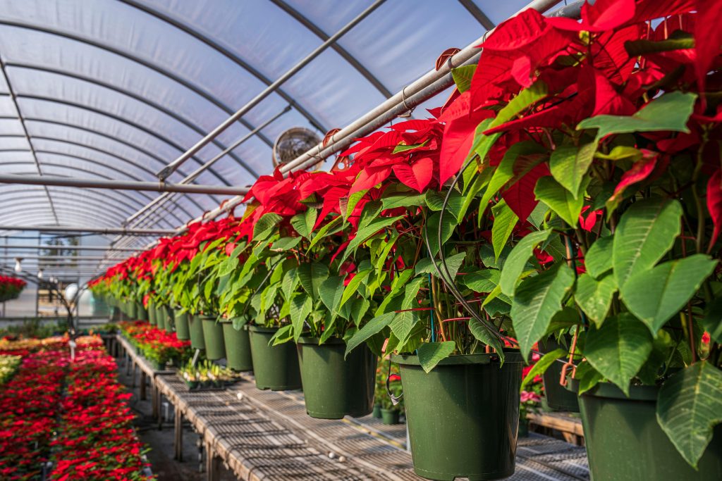 how long do poinsettias last outside