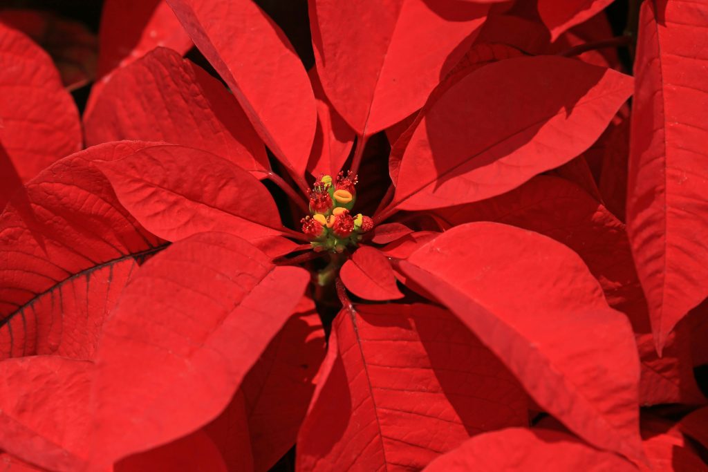 poinsettias