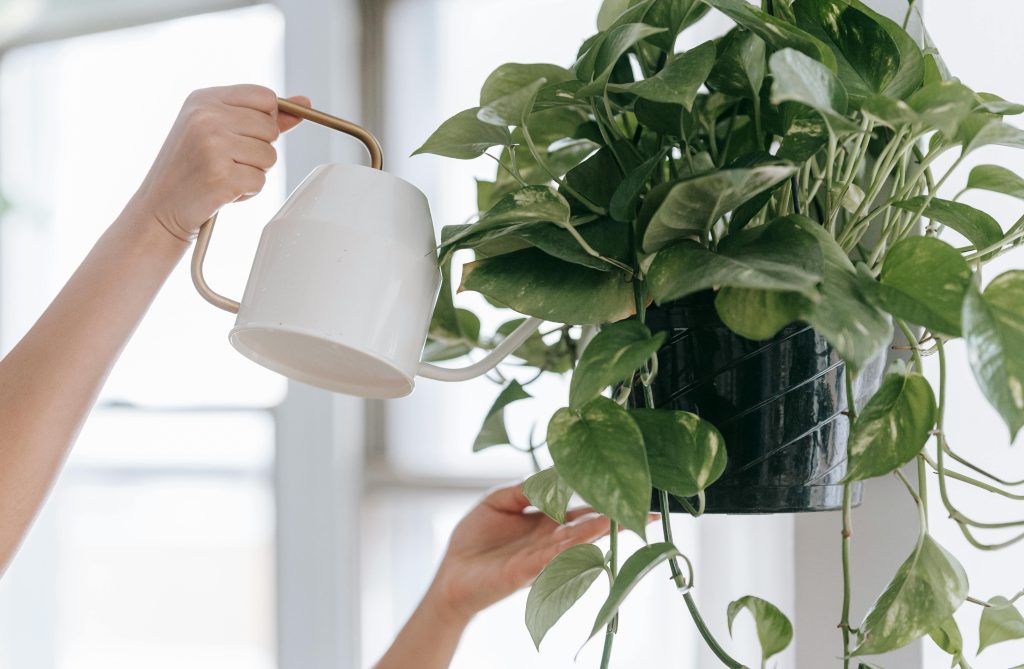 how to propagate a plant