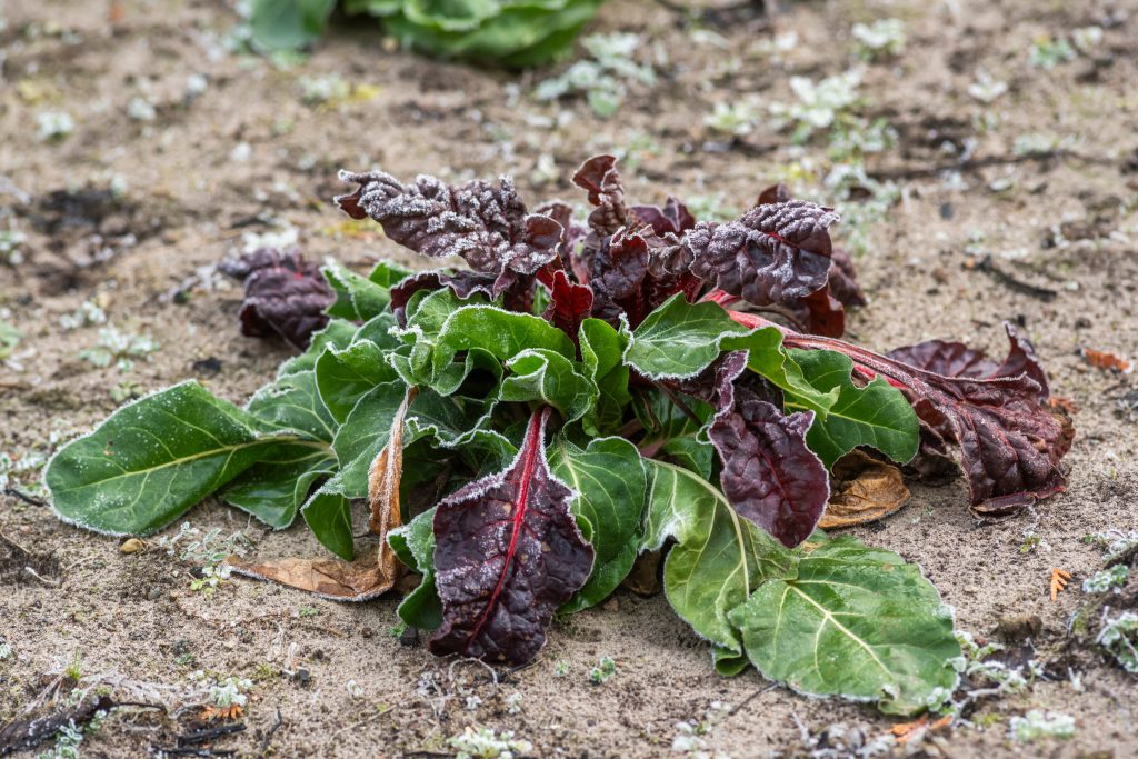 plant after a freeze