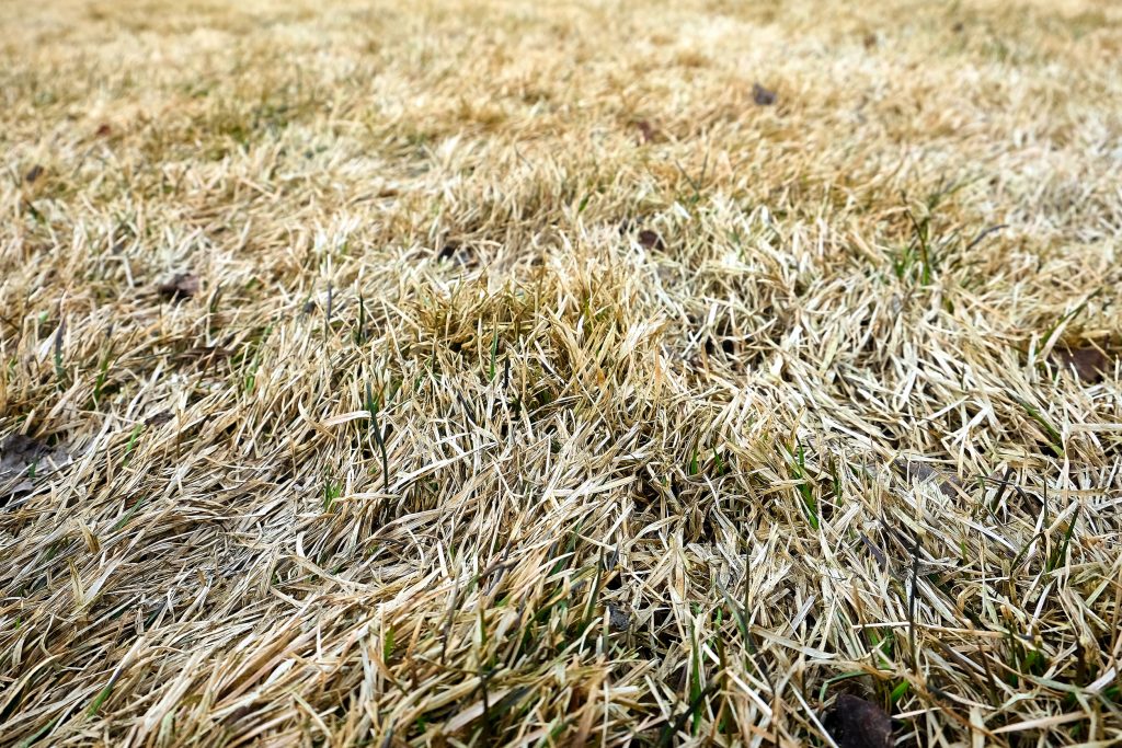 st augustine grass in winter