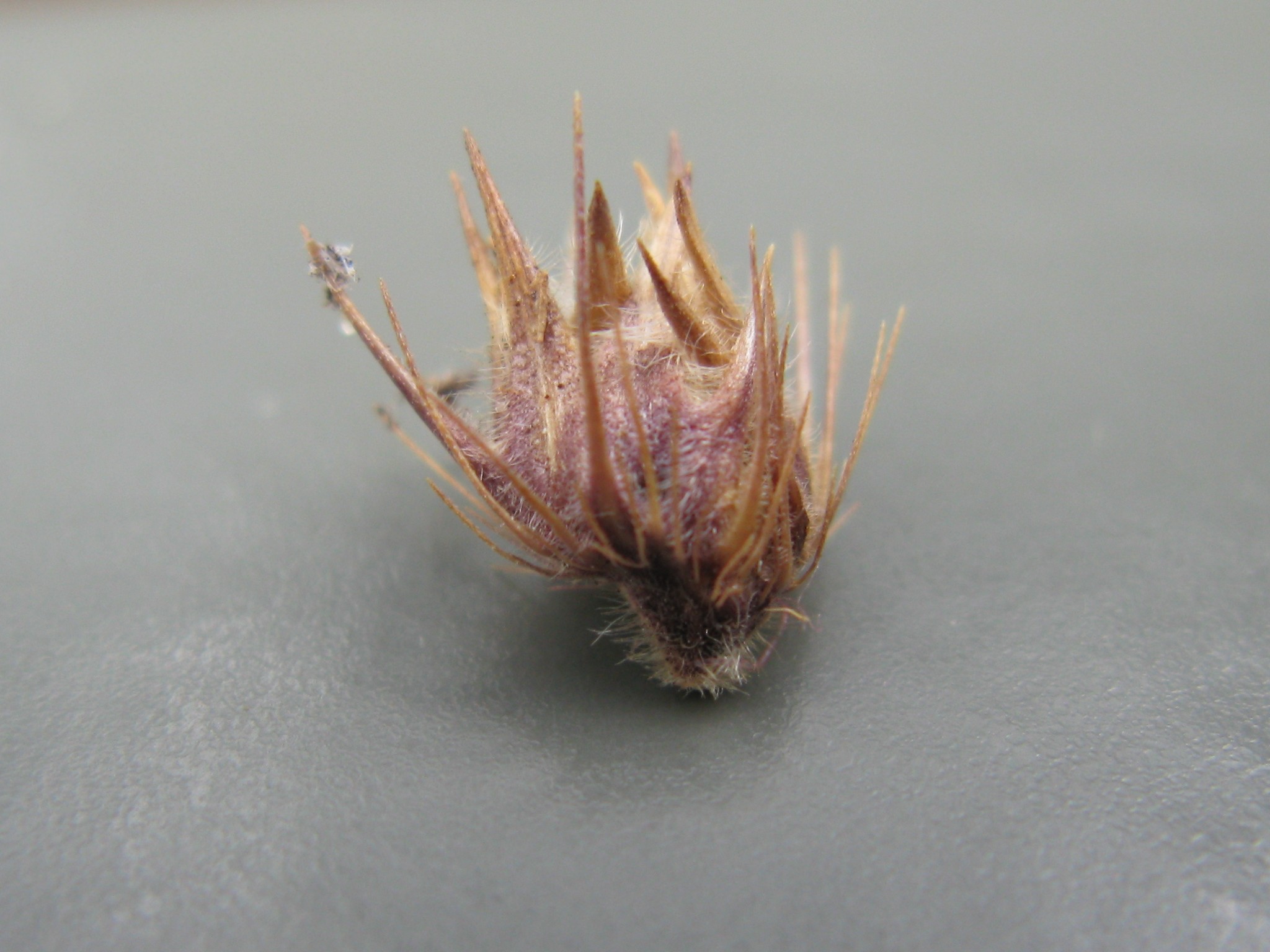 Which Weeds are Controlled with Pre-Emegents